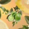 Maison Berger Navulling - voor geurbrander - Lemon Flower - 500 ml