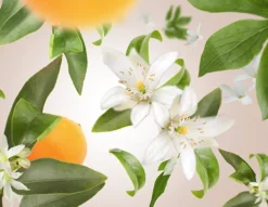 Maison Berger Navulling - voor geurbrander - Orange Blossom - 500 ml
